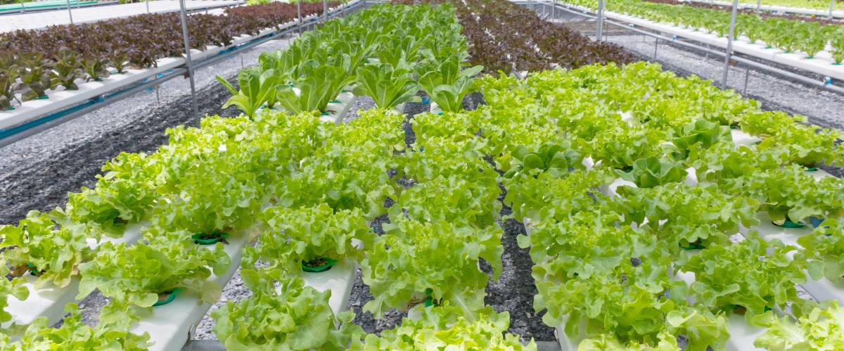 Size And Orientation Of The Greenhouse