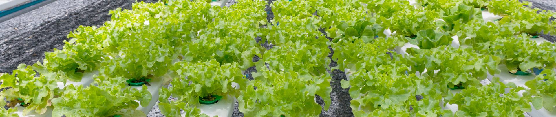 How To Build Your Own Greenhouse